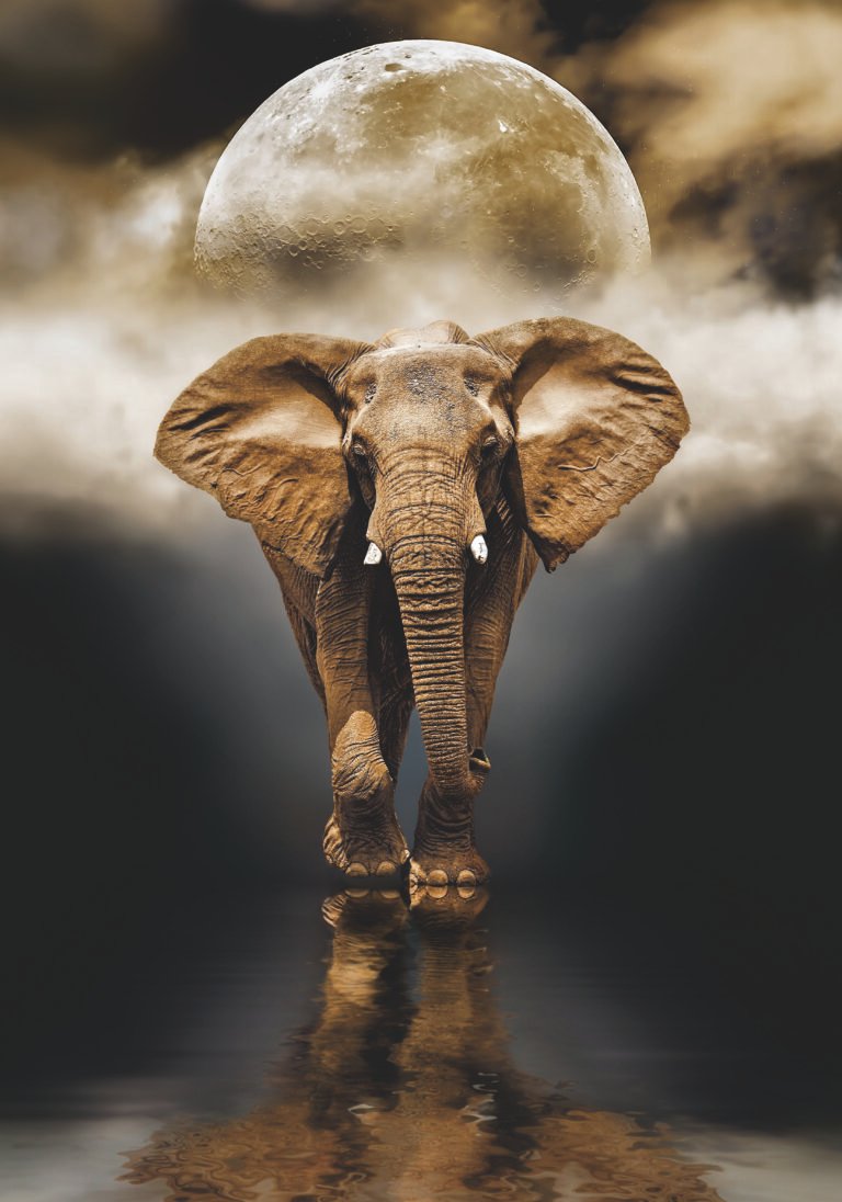 Elephant design with rhinestone scaled