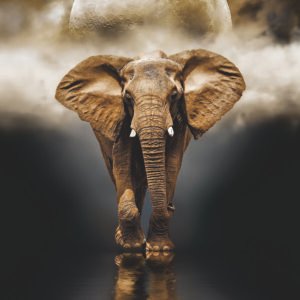 Elephant design with rhinestone scaled